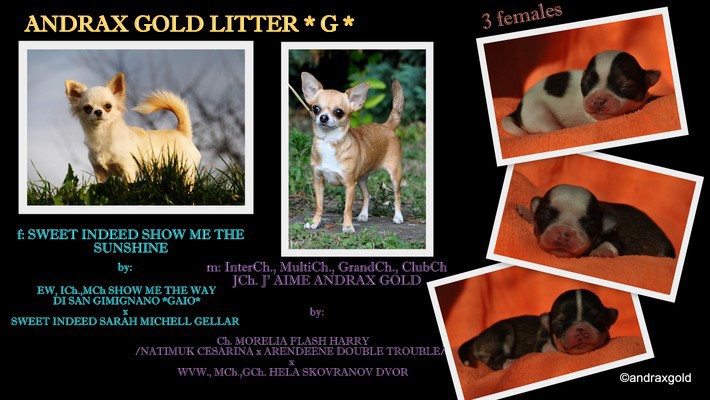 g-litter-chi.jpg