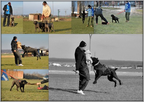 3-vycvikovy-den-sk-cane-corso---dc-klub-06022016.jpg