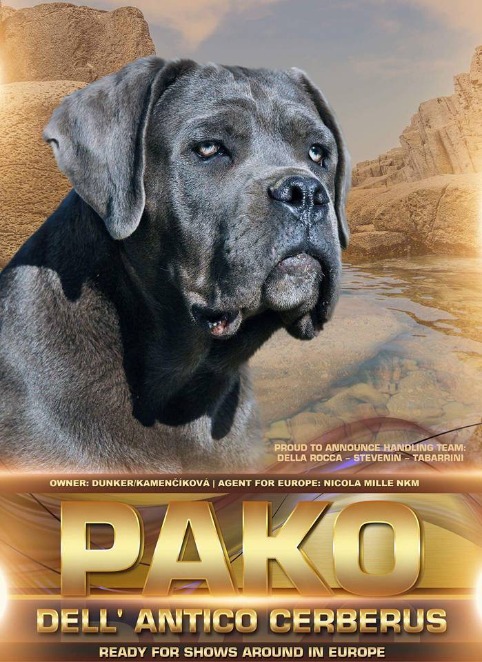 pako-1-.jpg