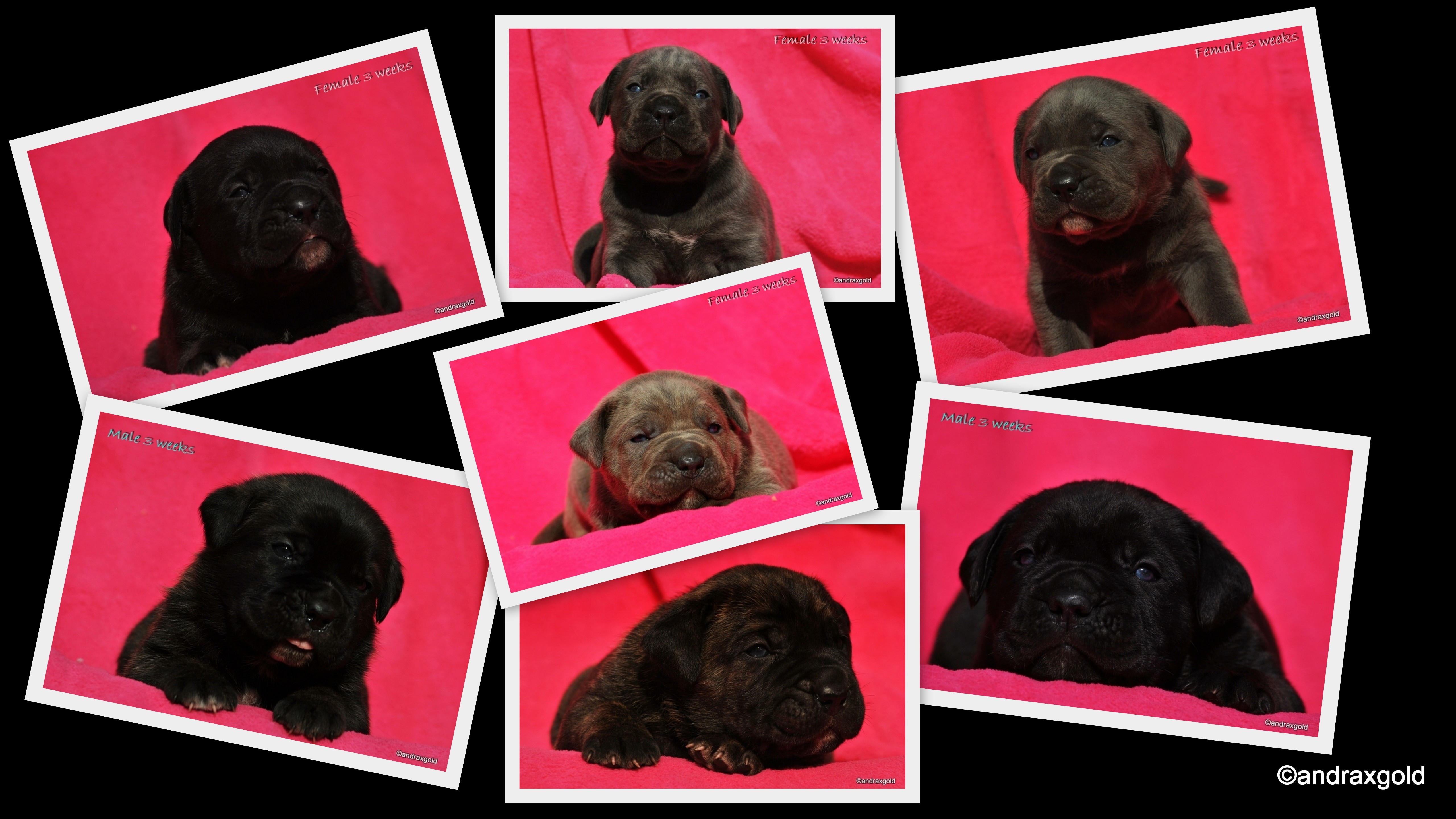 puppies-litter-d-cane-corso-fb3.jpg